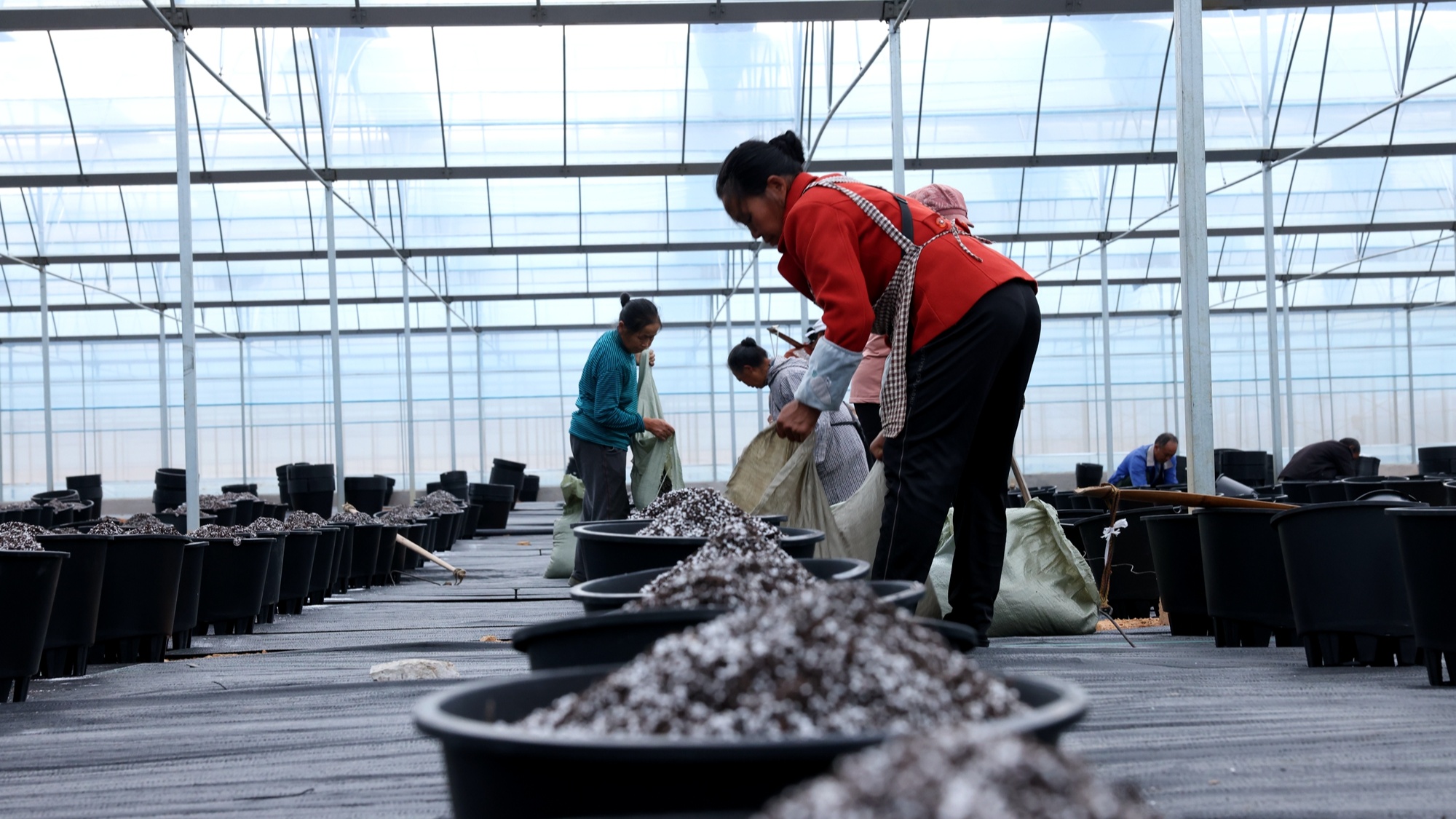 天博贵州麻江：智慧种植让蓝莓插上科技“翅膀”(图4)