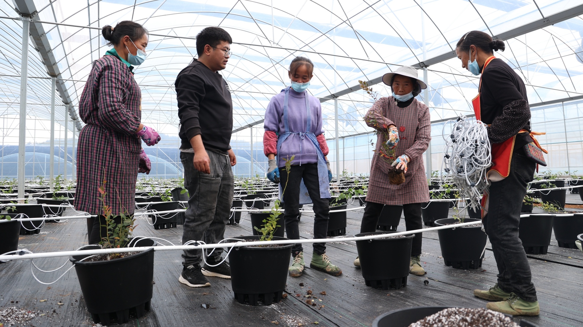 天博贵州麻江：智慧种植让蓝莓插上科技“翅膀”(图2)